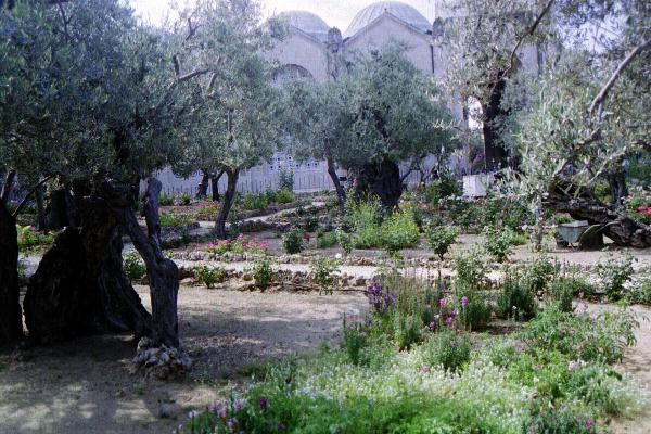 In the garden Jesus prayed and suffered